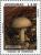 Colnect-3106-861-Amanita-sp.jpg