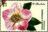 Colnect-4103-963-Hellebores.jpg