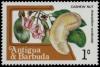 Colnect-5379-969-Cashew-Nut.jpg