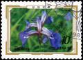 Colnect-3562-546-Iris-setosa.jpg