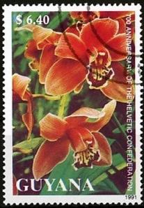 Colnect-3219-366-Cymbidium-sp.jpg