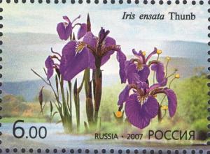 Colnect-2359-176-Iris-ensata.jpg