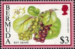 Colnect-3197-671-Bay-grape.jpg