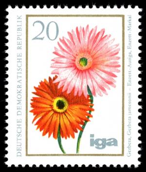 Colnect-1979-787-Gerbera.jpg