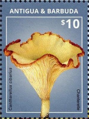 Colnect-3640-207-Chanterelle.jpg