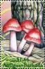 Colnect-2031-907-Mycena-pura.jpg