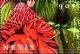 Colnect-4411-477-Torch-ginger.jpg