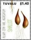 Colnect-6344-803-Shallot.jpg