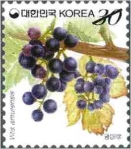 Colnect-2426-184-Amur-Grape.jpg