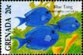 Colnect-4503-189-Blue-tang.jpg