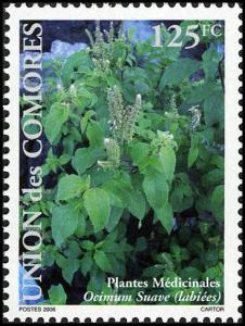 Colnect-6056-058-Ocimum-suave.jpg