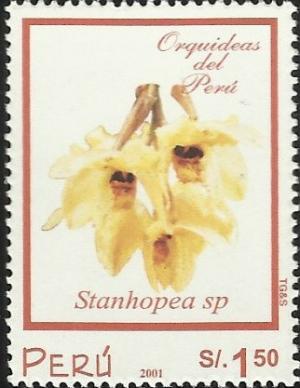 Colnect-2347-558-Stanhopea-sp.jpg