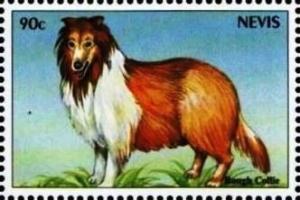 Colnect-4411-468-Rough-collie.jpg