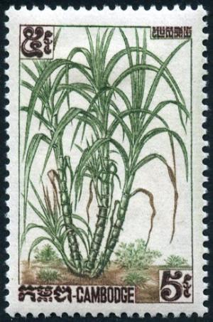 Colnect-3627-897-Sugar-cane.jpg