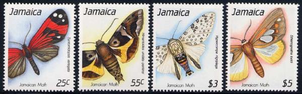 Skap-jamaica_14_moth.jpg