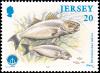 Colnect-6246-288-European-Seabass-Dicentrarchus-labrax.jpg