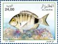 Colnect-487-312-White-Seabream-Diplodus-sargus.jpg