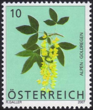 Colnect-2393-117-Scotch-Laburnum-Laburnum-Alpinum.jpg