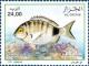 Colnect-487-312-White-Seabream-Diplodus-sargus.jpg