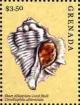 Colnect-6020-977-Short-abbreviate-coral-shell.jpg