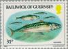 Colnect-125-903-Atlantic-Mackerel-Scomber-scombrus.jpg