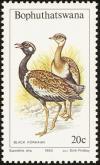 Colnect-1456-687-Southern-Black-Korhaan-Eupodotis-afra-.jpg