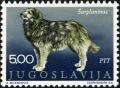 Colnect-4228-234-Sarplaninac-Canis-lupus-familiaris.jpg