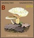 Colnect-6282-264-Lactarius-resimus.jpg