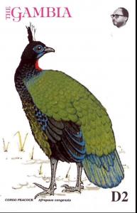 Colnect-5593-949-Congo-Peacock-Afropavo-congensis.jpg