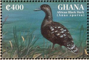 Colnect-1718-825-African-Black-Duck-nbsp-Anas-sparsa.jpg