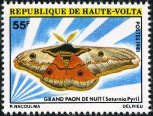 Colnect-2244-840-Great-Peacock-Moth-Saturnia-pyri.jpg