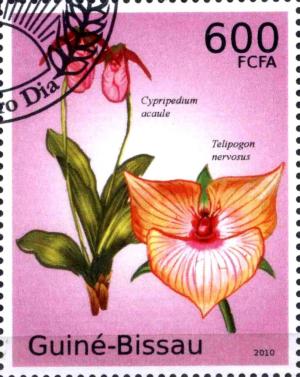 Colnect-3241-250-Cypripedium-acaule---Telipogon-nervosus.jpg