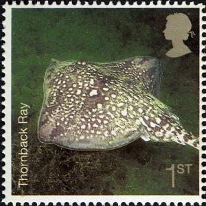 Colnect-450-218-Thornback-Ray-Raja-clavata-.jpg