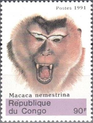 Colnect-5772-016-Macaca-nemestrina.jpg