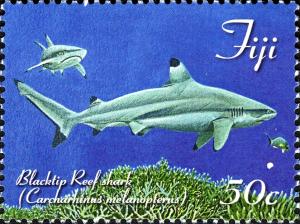 Colnect-6479-611-Blacktip-Reek-Shark.jpg