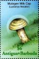 Colnect-2031-893-Lactarius-necator.jpg