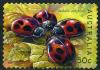 Colnect-1279-561-Cardinal-Ladybird-Rodolia-cardinalis.jpg