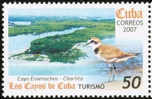 Colnect-2138-165-Kentish-Plover-Charadrius-alexandrinus-Cayo-Ensenachos.jpg