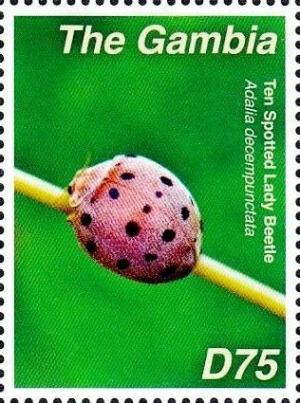 Colnect-3611-911-Ten-spotted-Ladybird-Adalia-decempunctata.jpg