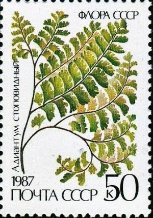 Colnect-3989-041-Adiantum-pedatum.jpg