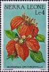 Colnect-4129-326-Mussaenda-erythrophylla.jpg