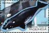 Colnect-5626-953-Balaenoptera-glacialis.jpg