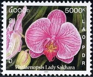 Colnect-2622-359-Phalaenopsis-Lady-Sakara.jpg