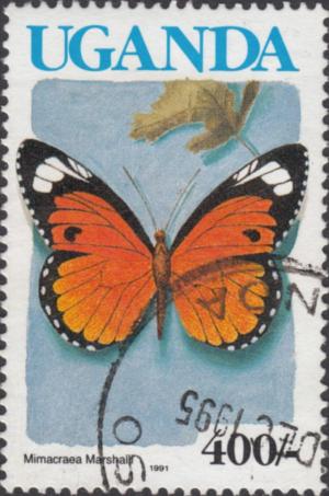 Colnect-3627-622-Marshall-s-Acraea-Mimic-Mimacraea-marchalli.jpg