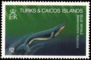 Colnect-3991-006-Balaenoptera-Musculus.jpg