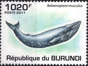 Colnect-4000-818-Balaenoptera-Musculus.jpg