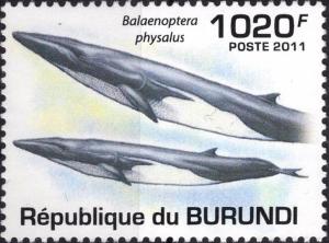 Colnect-4000-819-Balaenoptera-Physalus.jpg