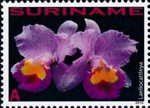 Colnect-4044-943-Laeliocattleya-sp.jpg