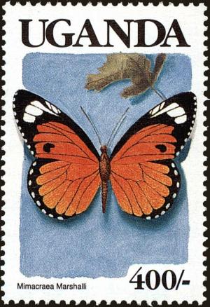 Colnect-4282-019-Marshall-s-Acraea-Mimic-Mimacraea-marchalli.jpg