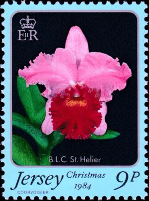 Colnect-6021-585-Brassolaeliocattleya-St-Helier.jpg